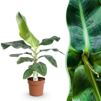 Green BoutiQ - Kamerplanten - Musa acuminata Dwarf Cavendisch - Bananenplant - Weinig onderhoud - Groen - 1 Plant - Pot 21cm - Hoogte 70-75cm