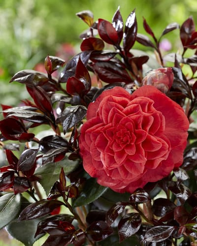 Camellia jap. Femme Fatale® - Set van 2 - Camelia - Pot 2 Liter - Rode Bloem
