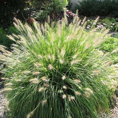 25 x Lampenpoetsersgras Hameln - Winterhard Siergras - Pennisetum 'Hameln' in 9x9cm pot met hoogte 5-10cm