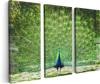 Artaza Canvas Schilderij Drieluik Pauw Met Grote Kleurrijke Veren - 120x80 - Foto Op Canvas - Canvas Print