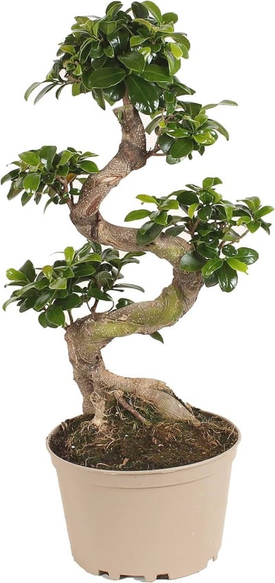 Ficus Ginseng Bonsai - S-vormige Kamerplant - 20cm Pot - Hoogte 55-65cm