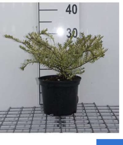 Lonicera nitida 'Lemon Beauty' - Chinese Kamperfoelie 25 - 30 cm in pot