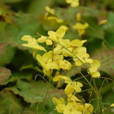 6 x Epimedium Perralderianum - Elfenbloem pot 9x9cm