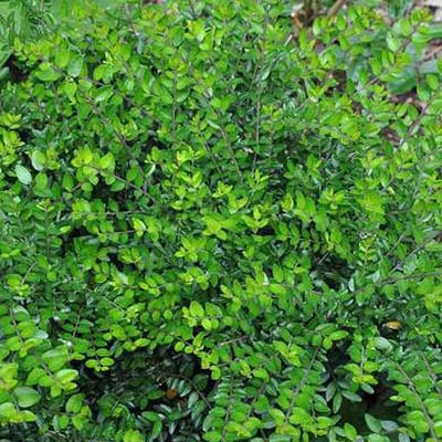 Lonicera Nitida 'Maigrün' - Kamperfoelie - 40-50 cm in pot: Wintergroene heester met glanzend groen blad, ideaal voor hagen.