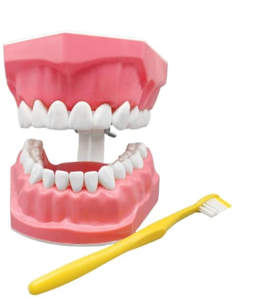 Tandmodel met tandenborstel - Educatief mondmodel - Tandverzorging oefenen - Interactief leermiddel - 97 x 61 cm - Wit