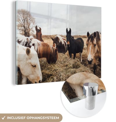 MuchoWow® Glasschilderij 40x30 cm - Schilderij acrylglas - Dieren - Paard - Paarden - Foto op glas - Schilderijen