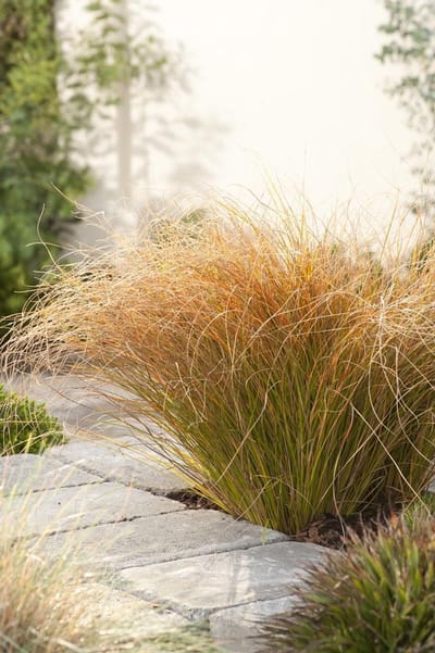 Carex testacea Prairie Fire - Set van 12 - Oranje Zegge - Pot P9 - Wintergroen