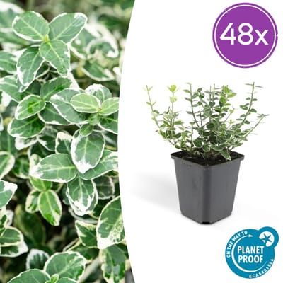 Tuinplantenshop.com | Euonymus fort. 'Emerald Gaiety' | 48 stuks - Ø9cm - 10-25cm hoog - Tuinplant