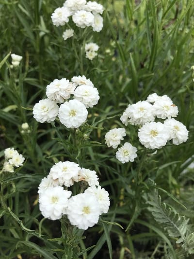 6 x Achillea ptarmica 'The Pearl' - Duizendblad - P9 Pot (9x 9cm) - Dima Vaste Planten