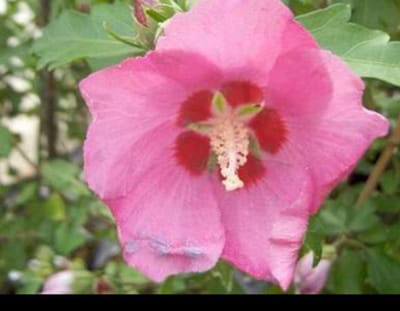 Hibiscus syr. 'Woodbridge' - Tuinhibiscus, Altheastruik , Heemstroos 40- 60 cm in pot