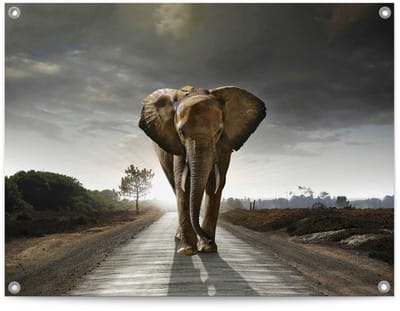 Tuinposter Wandelende olifant - 60 x 80 - Canvas - REINDERS