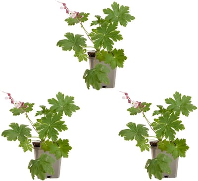 Bloomique - Set van 3 - Geranium Macrorrhizum ‘Spessart’ - Ooievaarsbek - Bodembedekker - Rijkbloeiend - Winterhard - Vaste plant - Geurend - 10-20 cm hoog - 9 cm pot