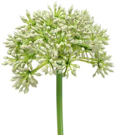 Allium kunstwit 55cm