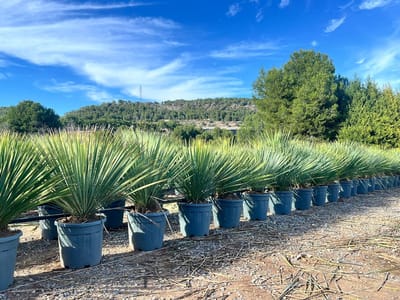 Sunny Tree - Yucca Rostrata Blue Blue - Palmboom - Totale hoogte 100 cm - Winterharde palmboom - Palmlelie