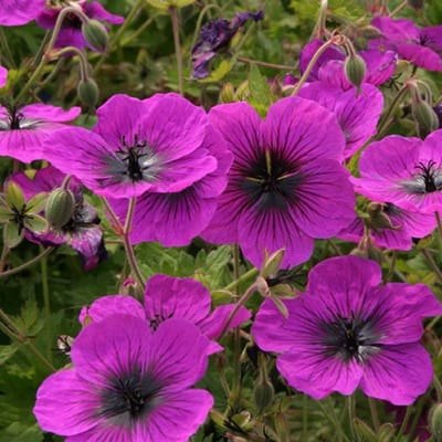 6x Ooievaarsbek - Geranium 'Dragon Heart'® (='Bremdra') - Pot 9x9cm
