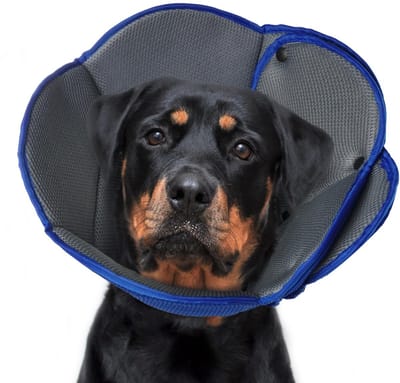 Halsband voor honden en katten, anti-likken, genezende kegel, samenvloeiing na een operatie, blauw, L