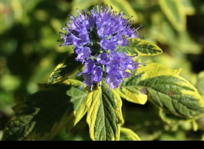 2 x Caryopteris cland. 'Summer Sorbet'® - Blauwe Spirea , Baardbloem, Herfstsering 30- 40 cm in pot