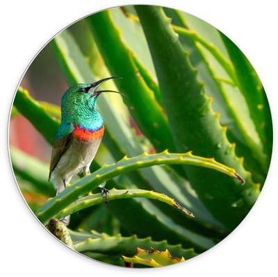Forex Wandcirkel - Blauw Vogeltje in Groene Takken - 70x70cm Foto op Wandcirkel (met ophangsysteem)