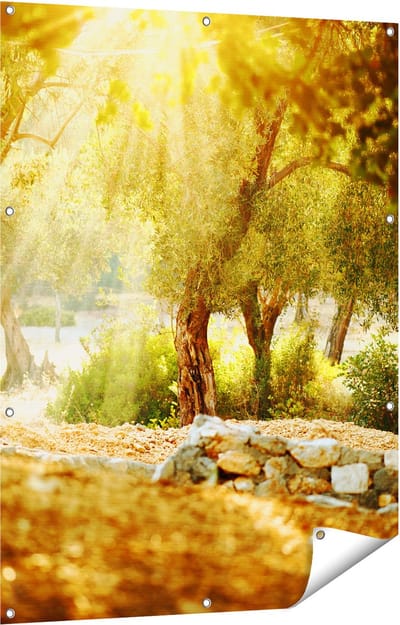 Gards Tuinposter Olijfbomen - Olijfboomgaard - 90x120 cm - Tuindoek - Tuindecoratie - Wanddecoratie buiten - Tuinschilderij