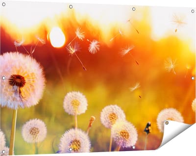 Gards Tuinposter Paardenbloemen tijdens Zonsondergang - 120x80 cm - Tuindoek - Tuindecoratie - Wanddecoratie buiten - Tuinschilderij