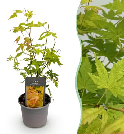 Plantenboetiek.nl | Acer palmatum Orange Dream - Oranje - Bladverliezend - Weinig Onderhoud - Ø12cm - 25-35cm hoog - Tuinplant