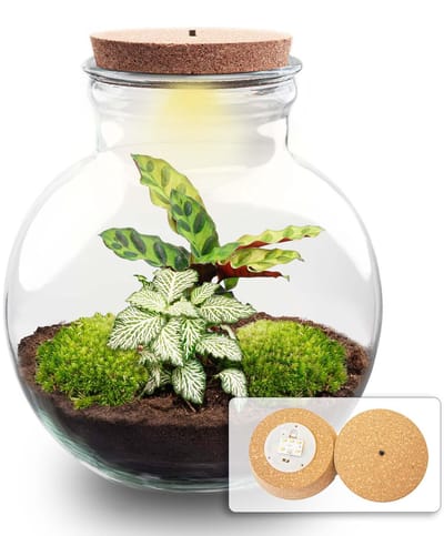 Kado Tip! DIY Planten Terrarium (met verlichting), Teddy met ledKurk, Ø25cm, ↑ 26.5cm, Zelfvoorzienend Ecosysteem , Complete Set met Planten en Mossen zonder Tools, Onderhoudsarm, Eyecatcher