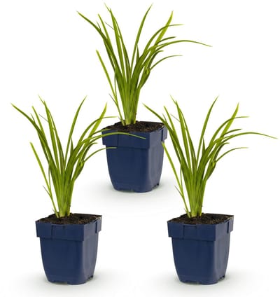 Green boutiQ - Vasteplant - Hemerocallis Autumn Red - Daglelie - Bijen en Vlinderlokkers - Rood - 3 Planten - Pot 11cm - Hoogte 15-25cm
