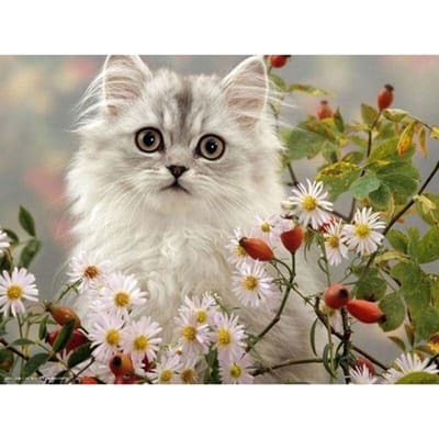 Diamond Painting  Witte Kittens  Kruissteek Strass Borduurwerk Huisdecoratie Cadeau Madeliefje 20X30CM