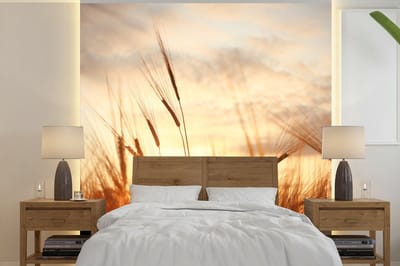 Behang - Fotobehang Riet - Gras - Zonsondergang - Natuur - Horizon - Breedte 350 cm x hoogte 350 cm
