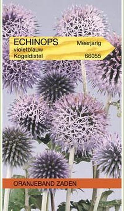 Oranjebandzaden -  Echinops, Kogeldistel Blue Globe