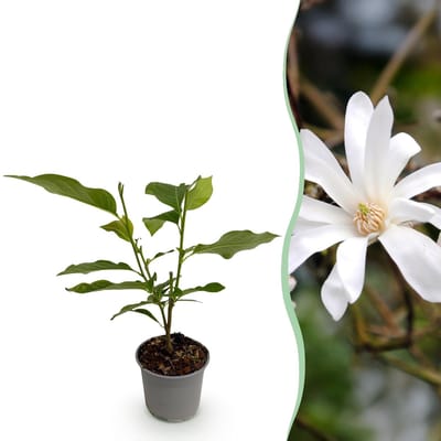 Green boutiQ - Tuinplant - Magnolia stellata - Bloem Wit - 1 Plant - Bladverliezend - Weinig Onderhoud - Pot 12cm Hoogte 30cm