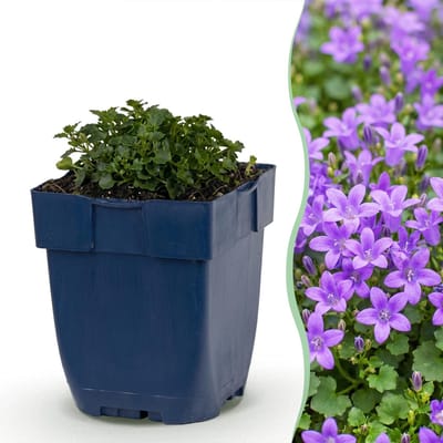 Green boutiQ - Vasteplant - Campanula portenschlagiana - Perzikbladklokje - Bodembedekkend - Roze - 1 Plant - Pot 11cm - Hoogte 15-25cm