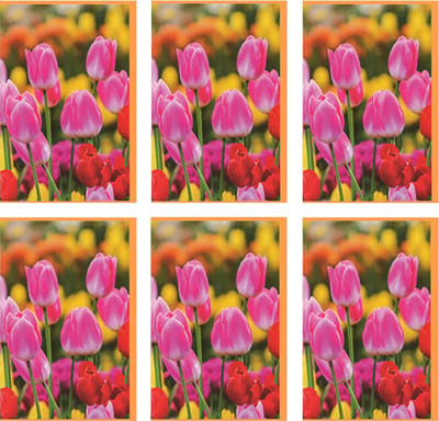 MGPcards - 6x dubbele wenskaart met envelop - Blanco - Bloemen - 11,5 x 17 cm