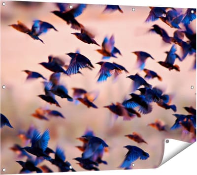 Gards Tuinposter Groep Vliegende Blauwe Spreeuw Vogels - 120x90 cm - Tuindoek - Tuindecoratie - Wanddecoratie buiten - Tuinschilderij