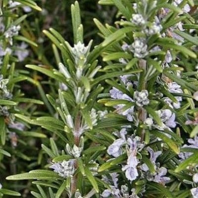 6 x Rosmarinus officinalis - Rozemarijn - Kruidenplant in 9x9cm pot met hoogte 5-10cm