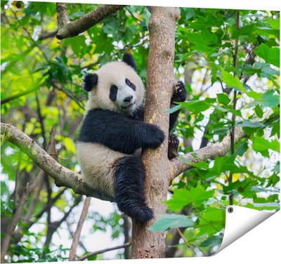 Gards Tuinposter Panda in de Bomen - 100x80 cm - Tuindoek - Tuindecoratie - Wanddecoratie buiten - Tuinschilderij