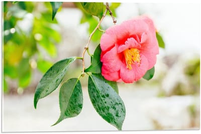 Acrylglas - Roze Camelia Bloem - 60x40cm Foto op Acrylglas (Met Ophangsysteem)
