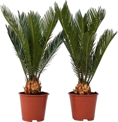 Plant in a Box - Cycas Revoluta - Set van 2 - Varenpalm - Kamerplant - Pot 15cm - Hoogte 45-60cm