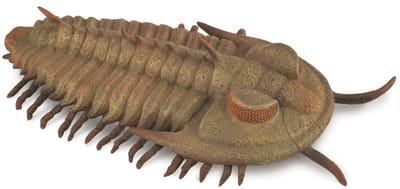 COLLECTA Figurine - Redlichia Rex Trilobite - (L) - Prehistorie - Handgeschilderd - Miniatuur