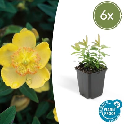 Trendyplants - Hypericum calycinum - 6 stuks - Herfsthooi - Winterhard - Hoogte 10-25cm - Potmaat Ø9cm