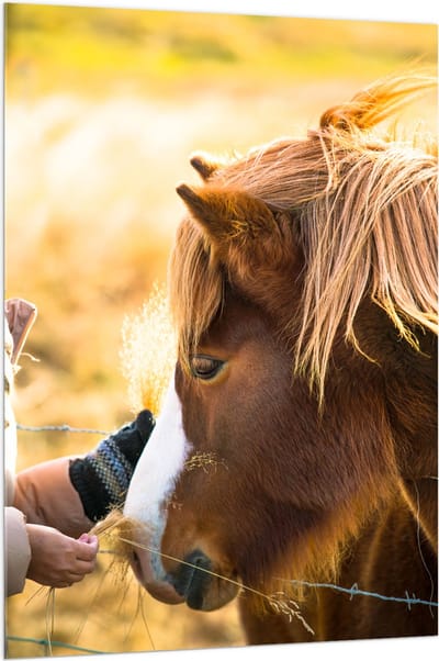 Acrylglas - Bruin IJslander Paard levend op Boerderij - 100x150 cm Foto op Acrylglas (Wanddecoratie op Acrylaat)