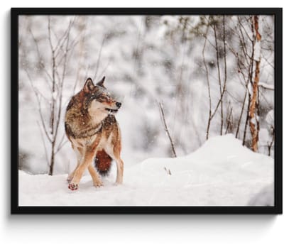 Poster in lijst - Fotolijst 70x50 cm - Posters - Wolf - Winter - Sneeuw - Natuur - Dieren - Posterlijst zwart - Decoratie - Wanddecoratie woonkamer - Muurdecoratie slaapkamer