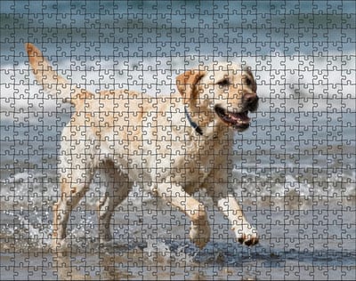 Puzzel Witte Labrador Retriever op het strand | 500 stukjes | Dierenpuzzel | Hondenpuzzel