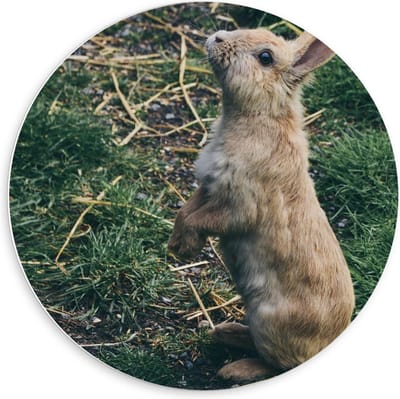 Forex Wandcirkel - Schattig Bruin Konijntje op Zijn Achterpootjes - 60x60cm Foto op Wandcirkel (met ophangsysteem)