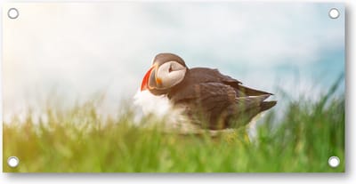 Atlantische papegaaiduikervogel - Tuinposter 200x100 - Wanddecoratie - Dieren