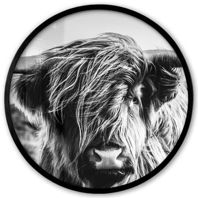 Poster in lijst Rond - Fotolijst 40x40 cm - Posters - Koe - Schotse hooglander - Zwart - Wit - Dier - Natuur - Wild - Ronde posterlijst zwart - Decoratie - Wanddecoratie woonkamer - Muurdecoratie slaapkamer