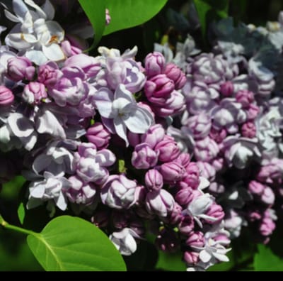 Syringa vulg. 'Kath. Havemeyer' - Gewone Sering 50- 60 cm in pot