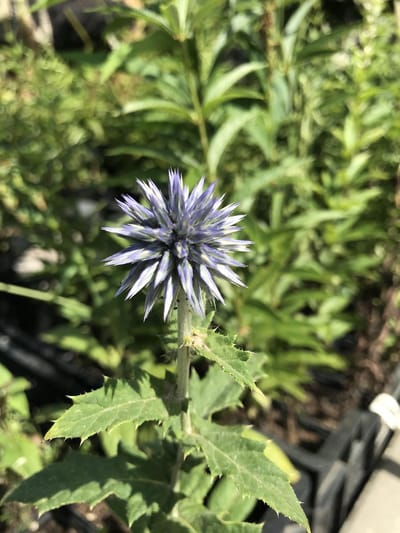 6 x Echinops bannaticus 'Taplow Blue' - Kogeldistel - P9 Pot (9 x 9cm) - Dima Vaste Planten