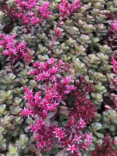 6x Vetkruid - Sedum spurium 'Fuldaglut' | 9x9 cm pot