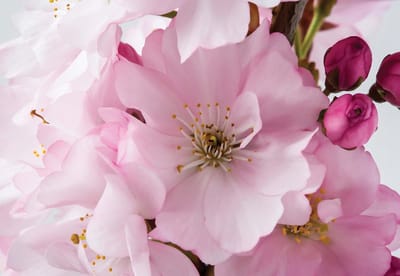 Fotobehang Flowers Blossoms Nature Pink | XL - 208cm x 146cm | 130g/m2 Vlies